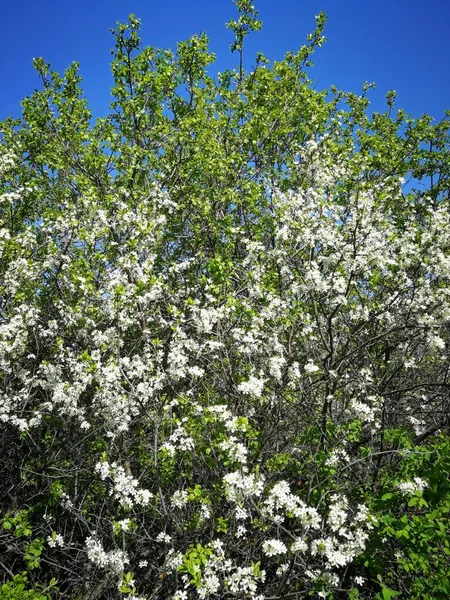 Природа Весны Апрель Май 2021 Уральск Казахстан — стоковое фото