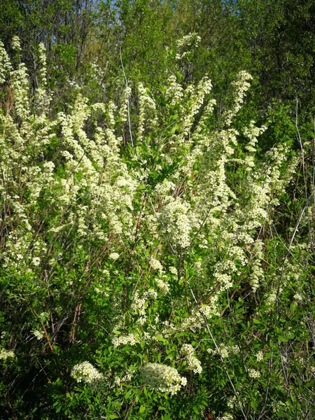 Nature Spring April May Year 2021 Uralsk Kazakhstan — Stock Photo, Image