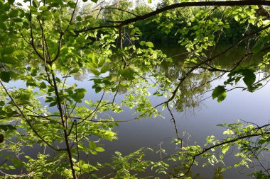 Yerli toprakların güzelliği. Mayıs sonunda, Derkul Nehri 'nde..