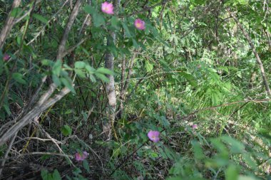 Yerli toprakların güzelliği. Mayıs sonunda, Derkul Nehri 'nde..