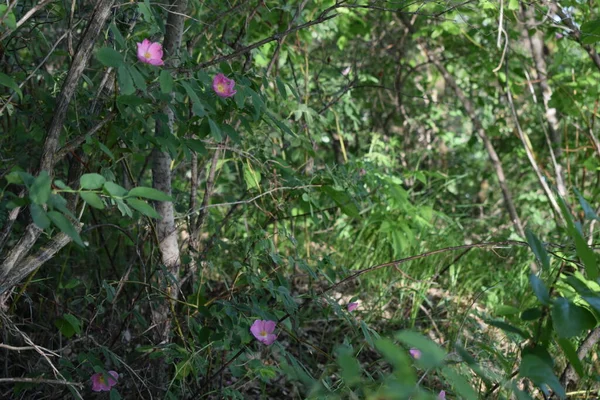 Beauté Terre Natale Fin Mai Sur Rivière Derkul — Photo