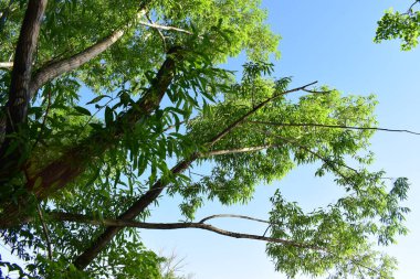 Yerli toprakların güzelliği. Mayıs sonunda, Derkul Nehri 'nde..