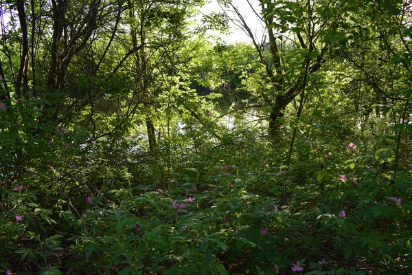 Die Schönheit Der Heimat Ende Mai Fluss Derkul — Stockfoto