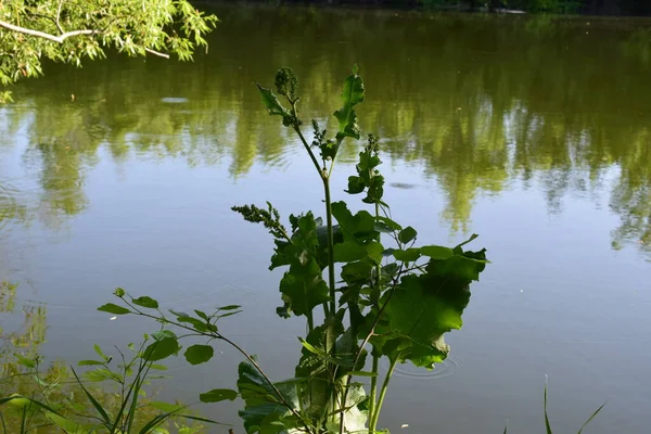 Yerli Toprakların Güzelliği Mayıs Sonunda Derkul Nehri Nde — Stok fotoğraf