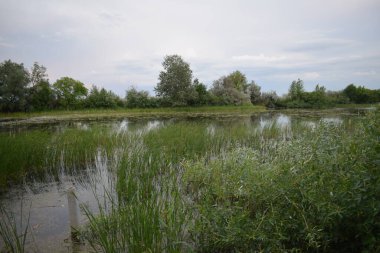 Anavatanın doğası, ısırgan otu, kinoa, hops, salatalık.