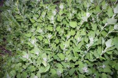 Anavatanın doğası, ısırgan otu, kinoa, hops, salatalık.