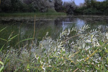 Anavatanın doğası, kamışlarla kaplı bir göl.