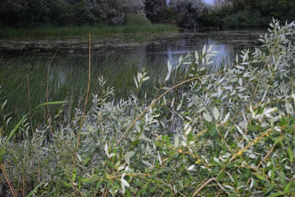 Anavatanın Doğası Kamışlarla Kaplı Bir Göl — Stok fotoğraf