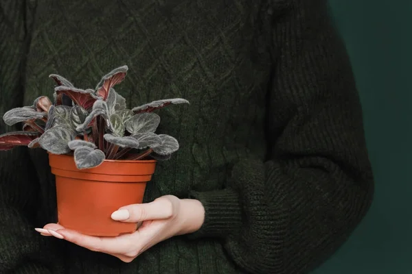 Violeta Una Olla Mano Una Mujer Fondo Verde Planta Casera — Foto de Stock