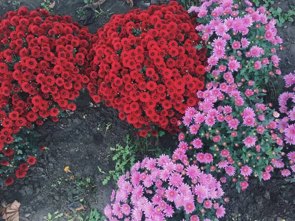 Grandes Arbustos Crisântemos Multicoloridos Cama Flores Com Arbustos Flores Jardim — Fotografia de Stock