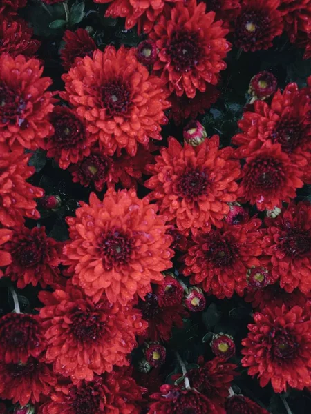 Beau Rouge Fleurs Chrysanthème Fond Naturel Gouttes Après Pluie — Photo