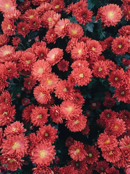 Preciosas Flores Crisantemo Rojo Fondo Natural Gotas Después Lluvia — Foto de Stock