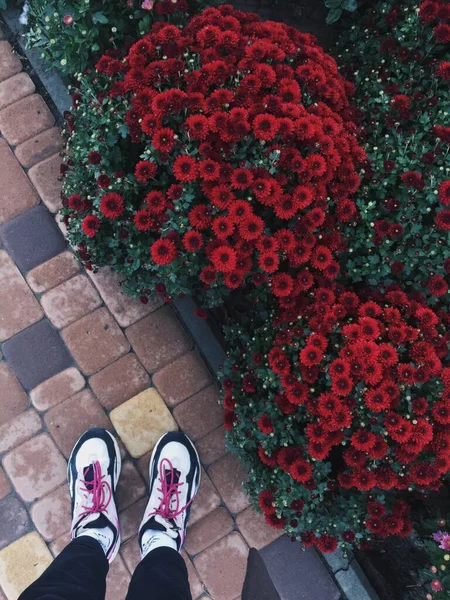 Jambes Femmes Baskets Près Des Chrysanthèmes Rouges Chics Lit Fleurs — Photo