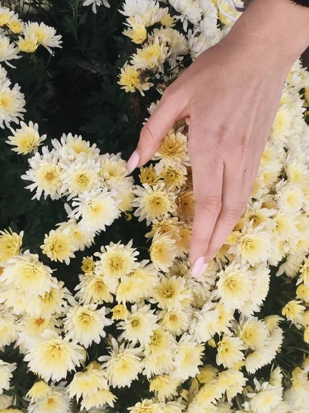 白い菊と女性の手 素晴らしい自然の背景 優しさ — ストック写真