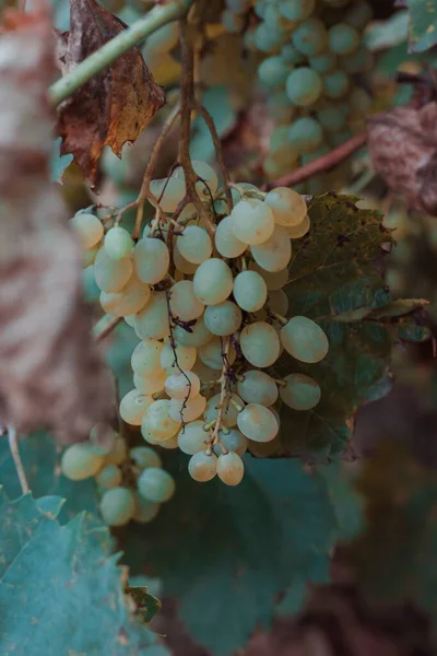 Кишмишский Виноград Естественный Осенний Фон — стоковое фото