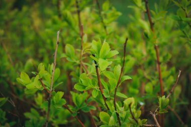 Yeşil yaprakların makro fotoğrafı. Mükemmel doğal bir model. Genç yapraklarla yapılmış güzel bir arka plan. Seçici odaklanma. Düz yatış, üst görünüm.