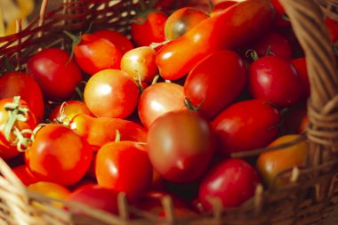 Güneş ışınlarının altındaki sepetin içinde olgun kırmızı domatesler. Hasat 