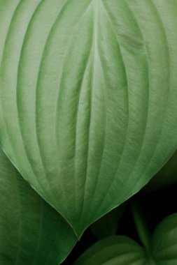Hosta. Büyük yeşil ideal yapraklar. Yaprakların doğal arkaplanı