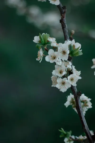 Saftige Weiße Pflaumenblüten Frühling Pflaumenzweig Grüner Hintergrund Natur — Stockfoto