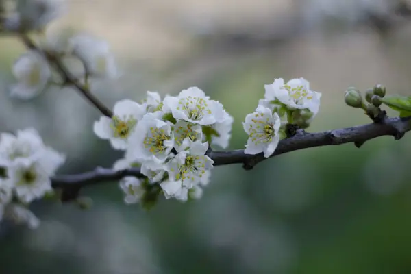 Saftige Weiße Pflaumenblüten Frühling Pflaumenzweig Grüner Hintergrund Natur — Stockfoto