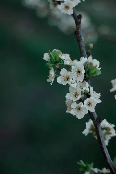 Saftige Weiße Pflaumenblüten Frühling Pflaumenzweig Grüner Hintergrund Natur — Stockfoto