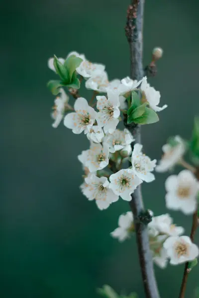 Saftige Weiße Pflaumenblüten Frühling Pflaumenzweig Grüner Hintergrund Natur — Stockfoto