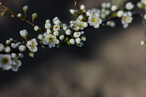 Floraison Luxuriante Pruniers Blancs Printemps Une Branche Prunier Lumière Soleil — Photo