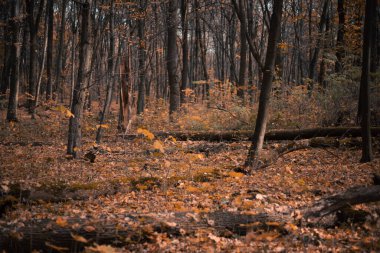 Sonbahar boyunca ağaçların arasında yaprakların döküldüğü orman manzarası.