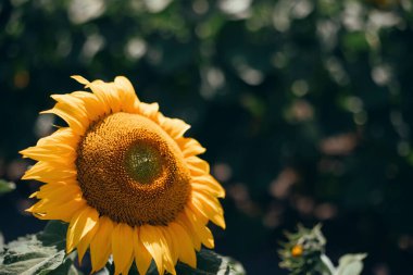 Ayçiçeği güneş ışığı altında canlı renkleri ve çiçek yapısının detaylarını gösteren bir bahçe ortamında çiçek açar.