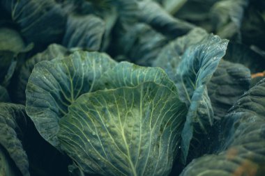 Taze yeşil lahana yaprakları gün ışığında bir pazar ortamında üst üste dizilmiş.