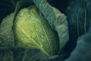 Baharın ilk saatlerinde sabah çiğ tanelerinin altında taze lahana yetişiyor.