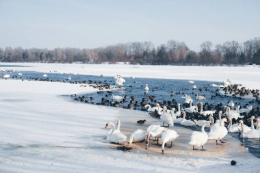 Kuğular ve ördekler kışın sakin bir arazide donmuş bir gölün yanında toplanırlar.