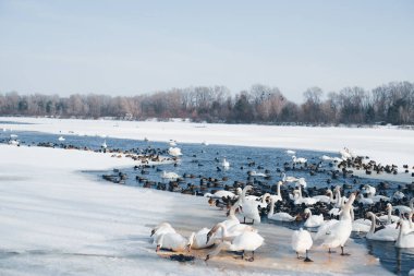 Kuğular ve ördekler kışın sakin bir arazide donmuş bir gölün yanında toplanırlar.