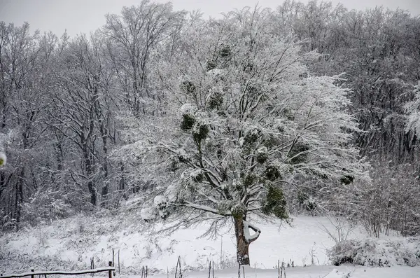 Horizontale Winteraufnahmen Tschernowitz — Stockfoto