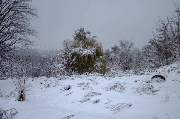 Horizontal Winter Photo Trees Snow — Stock Photo, Image