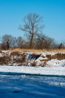 Prut nehrinin karşı kıyısındaki bir ağacın dikey fotoğrafı..
