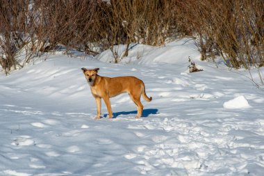 Karda bir köpeğin yatay fotoğrafı..