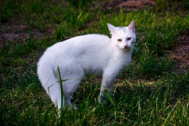 Beyaz bir kedi çimlerin ortasında yürüyor..