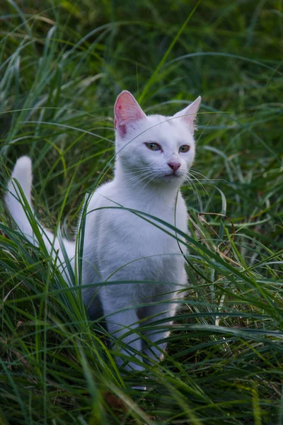 Gato Blanco Camina Medio Hierba —  Fotos de Stock