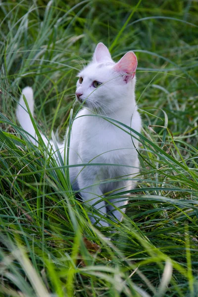 Білий Кіт Ходить Посеред Трави — стокове фото