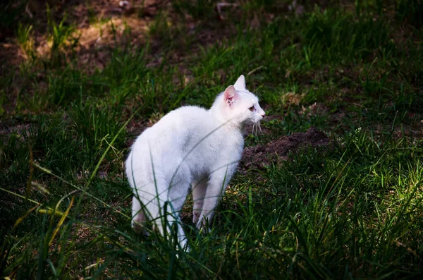 Een Witte Kat Loopt Midden Het Gras — Stockfoto