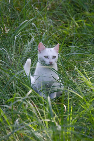 Білий Кіт Ходить Посеред Трави — стокове фото