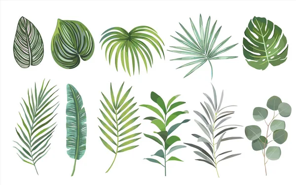 Watercolor hand drawn Set of tropical leaves. vector design concept — Stock Vector