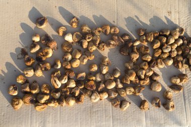 Tarih Pzr kuru incir