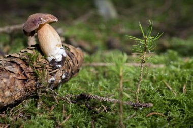 Ormandaki defne bolete