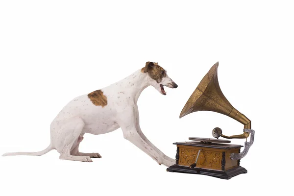 Собака и старый граммофон — стоковое фото