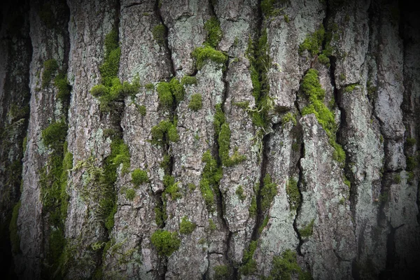 Bark of a beech tree — Φωτογραφία Αρχείου