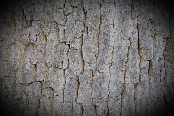 Bark of a beech tree — Stockfoto