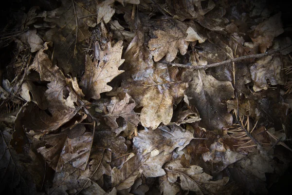 Leaves as a background — Stock Photo, Image