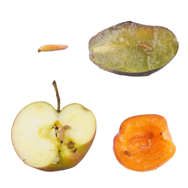 Polillas en la fruta —  Fotos de Stock